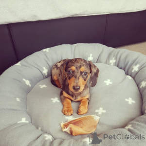 Photo №2 to announcement № 135758 for the sale of dachshund - buy in Germany breeder