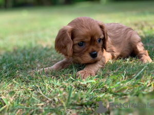 Photo №1. cavalier king charles spaniel - for sale in the city of Kufstein | 1032$ | Announcement № 178532