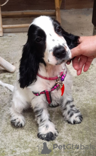 Additional photos: English Cocker Spaniel puppies