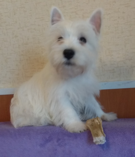 Photo №1. west highland white terrier - for sale in the city of Москва | 584$ | Announcement № 6129