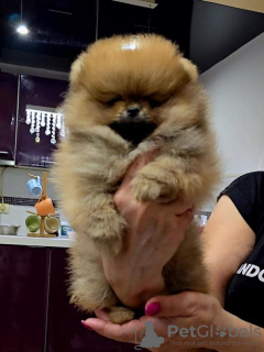 Photo №1. pomeranian - for sale in the city of Belgrade | 1412$ | Announcement № 127834