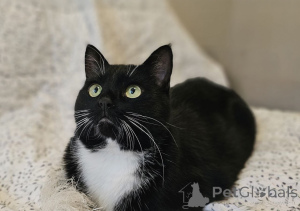 Photo №2 to announcement № 157452 for the sale of  - buy in Belarus private announcement