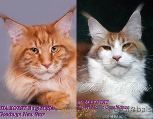 Additional photos: Maine Coon cat.