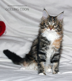 Photo №1. maine coon - for sale in the city of Krasnodar | negotiated | Announcement № 3064