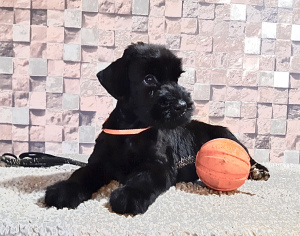 Photo №4. I will sell giant schnauzer in the city of Brovary. from nursery - price - 1021$