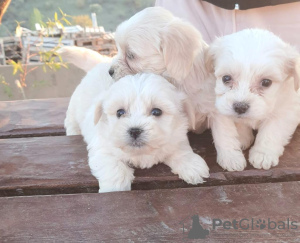 Photo №1. maltese dog - for sale in the city of Rome | negotiated | Announcement № 40434