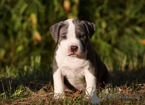 Photo №1. american staffordshire terrier - for sale in the city of Москва | 1012$ | Announcement № 11541