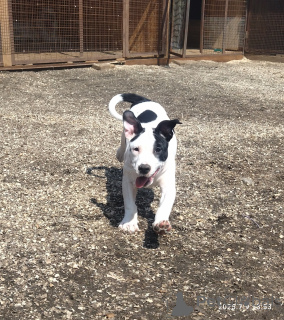 Photo №1. american staffordshire terrier - for sale in the city of Pushkino | Is free | Announcement № 146005