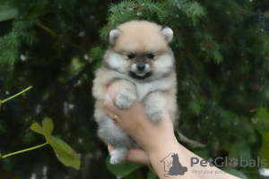 Photo №2 to announcement № 13649 for the sale of non-pedigree dogs - buy in Belarus breeder