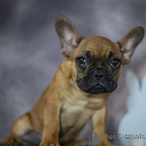 Photo №4. I will sell french bulldog in the city of Berlin. breeder - price - 450$
