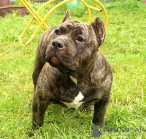 Photo №1. american bully - for sale in the city of Lipetsk | 651$ | Announcement № 77210
