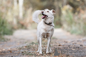 Additional photos: Alva is waiting for a home.