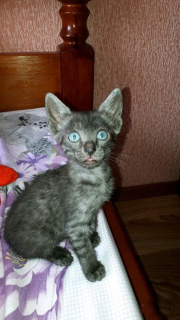 Photo №2 to announcement № 2480 for the sale of egyptian mau - buy in Russian Federation private announcement