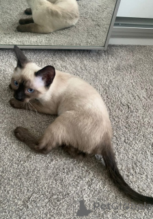 Photo №1. siamese cat - for sale in the city of Salzburg | negotiated | Announcement № 154320