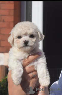 Additional photos: Kc Registered Bichon Frise Pups