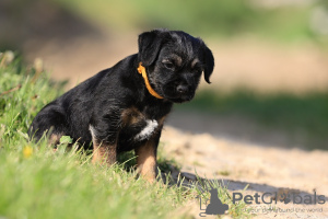 Additional photos: border terrier puppies