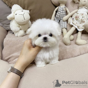 Photo №1. maltese dog - for sale in the city of Hudiksvall | 528$ | Announcement № 48037