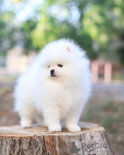 Photo №2 to announcement № 130662 for the sale of pomeranian - buy in Germany private announcement