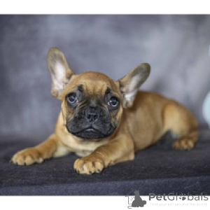 Photo №2 to announcement № 166640 for the sale of french bulldog - buy in Germany breeder