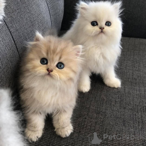 Photo №1. persian cat - for sale in the city of Афины | negotiated | Announcement № 109867