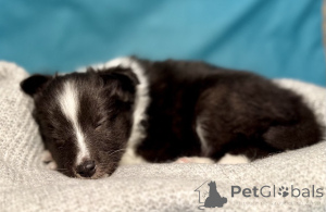 Photo №3. Sheltie puppies (Shetland Sheepdog) looking for caring owners!. Russian Federation