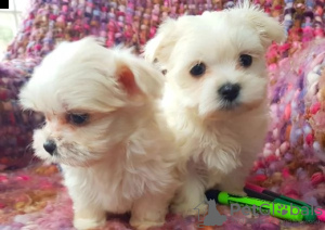 Photo №1. maltese dog - for sale in the city of Munich | 208$ | Announcement № 25881