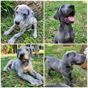 Photo №1. great dane - for sale in the city of Couvin | negotiated | Announcement № 169356