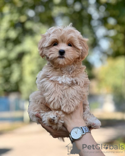 Photo №3. maltipoo. Germany