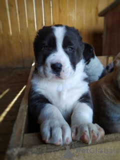 Additional photos: Central asian shepherd puppies