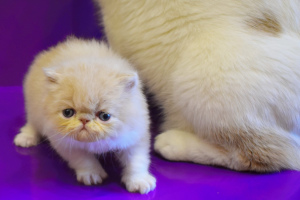 Photo №1. persian cat - for sale in the city of Kharkov | 200$ | Announcement № 1062