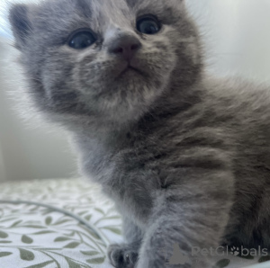 Photo №2 to announcement № 139328 for the sale of british shorthair - buy in Ireland private announcement