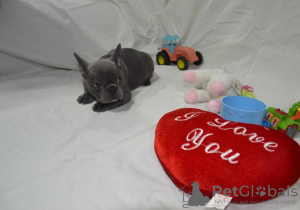 Photo №2 to announcement № 86148 for the sale of french bulldog - buy in Serbia breeder