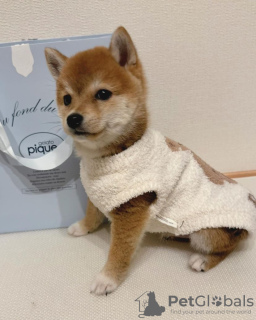 Photo №2 to announcement № 92955 for the sale of shiba inu - buy in Hungary private announcement