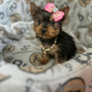 Photo №1. yorkshire terrier - for sale in the city of Berlin | 568$ | Announcement № 167655