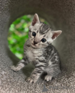 Photo №3. Bengal Babies Smart, Sweet, and Stunning. Switzerland