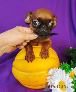 Photo №2 to announcement № 176212 for the sale of petit brabançon - buy in Russian Federation private announcement