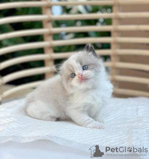 Photo №1. ragdoll - for sale in the city of Bakersfield | 264$ | Announcement № 119542