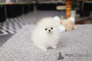 Photo №1. pomeranian - for sale in the city of East Palo Alto | negotiated | Announcement № 154996