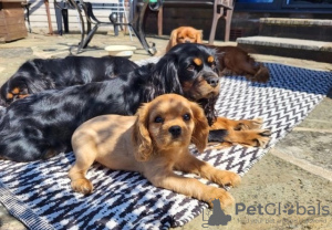 Photo №1. cavalier king charles spaniel - for sale in the city of Vilnius | 370$ | Announcement № 36098