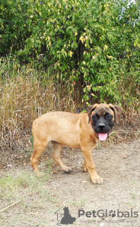 Photo №2 to announcement № 23483 for the sale of bullmastiff - buy in Russian Federation private announcement