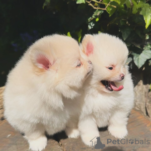 Photo №1. pomeranian - for sale in the city of Berlin | negotiated | Announcement № 118834