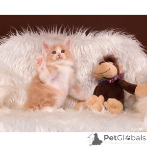 Photo №1. kurilen bobtail - for sale in the city of Allapul | 361$ | Announcement № 174378