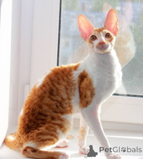Photo №3. Gorgeous Pedigree Cornish Rex Kittens For Sale.. Iceland