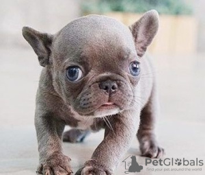 Photo №1. french bulldog - for sale in the city of Штутгарт | 528$ | Announcement № 64324