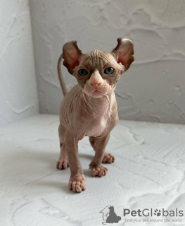 Photo №2 to announcement № 96217 for the sale of sphynx cat - buy in United States private announcement, breeder