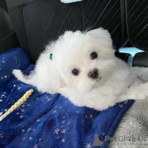 Additional photos: Maltese baby