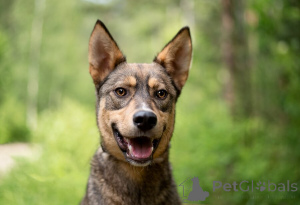 Photo №1. non-pedigree dogs - for sale in the city of Moscow river | Is free | Announcement № 145741