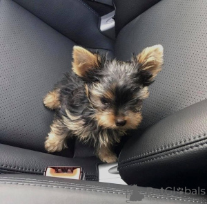 Photo №1. yorkshire terrier - for sale in the city of Sydney | 1200$ | Announcement № 84734