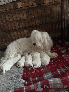 Photo №4. I will sell maltese dog in the city of Boston. breeder - price - 1400$