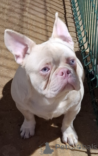 Photo №2 to announcement № 141325 for the sale of french bulldog - buy in Serbia 